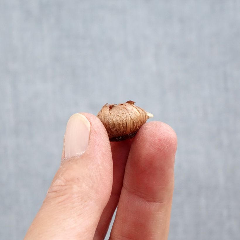 Spécimen de Crocus tommasinianus Ruby Giant Bulbe calibre 5+ tel que livré en automne