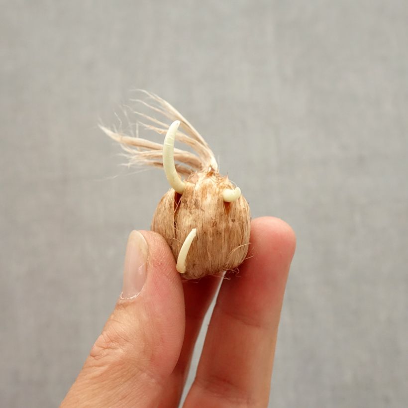 Spécimen de Crocus Vanguard Bulbe calibre 8+ tel que livré en automne