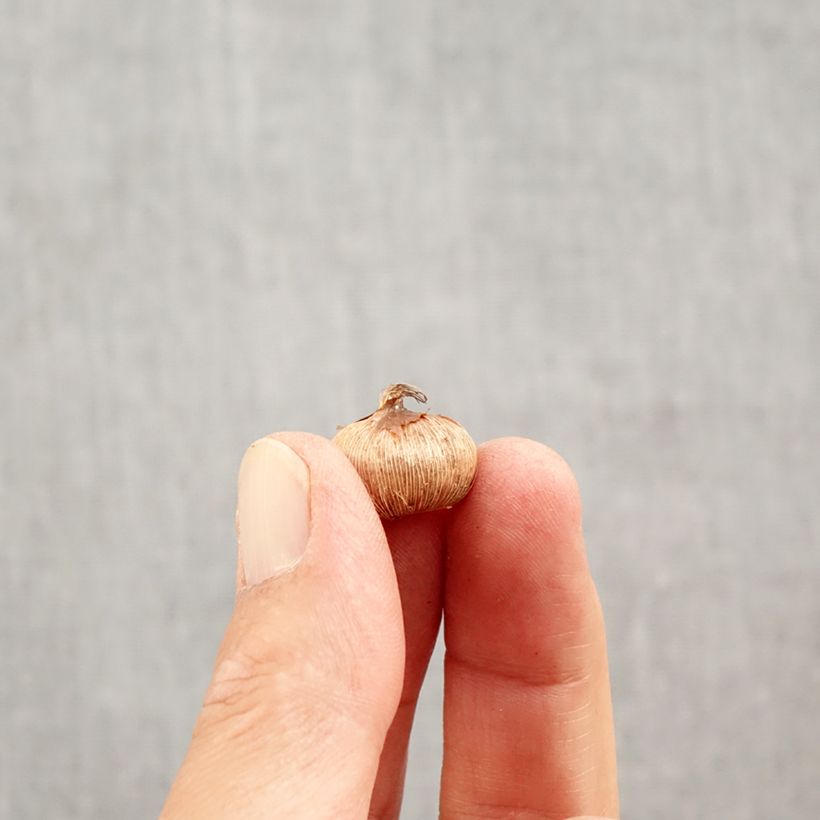 Example of Crocus Yalta Bulbe calibre 5+ as you get in automne