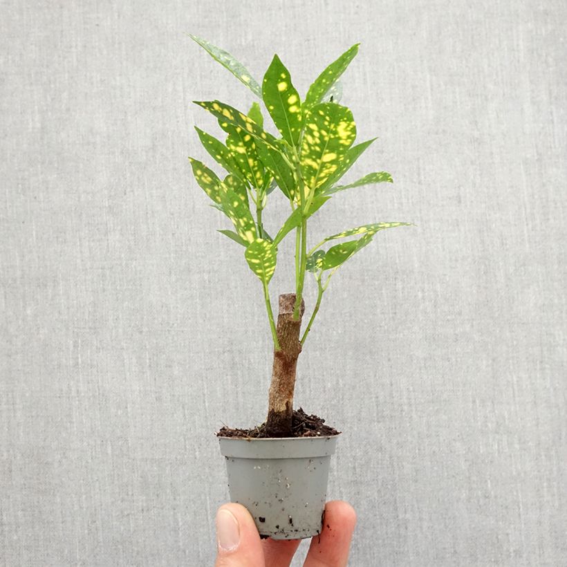 Example of Croton Aucubaefolia - Codiaeum Mini-plante as you get in printemps