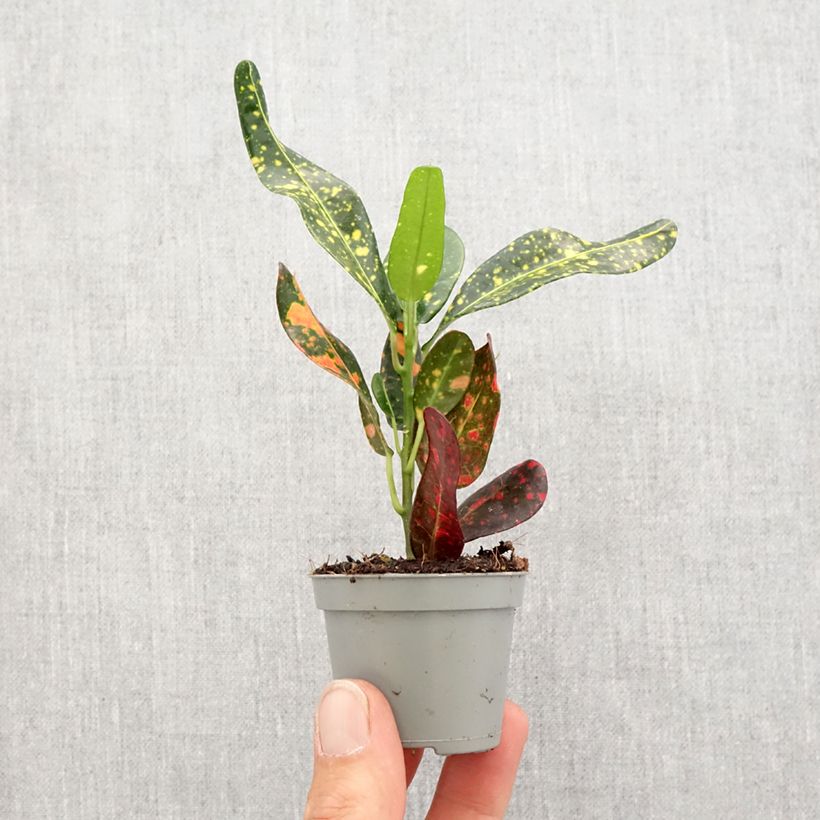Example of Croton Mammie - Codiaeum Mini-plante as you get in printemps