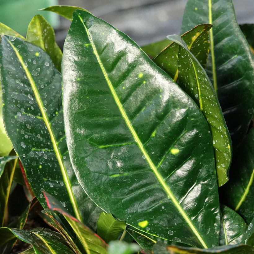 Croton Petra - Codiaeum (Feuillage)