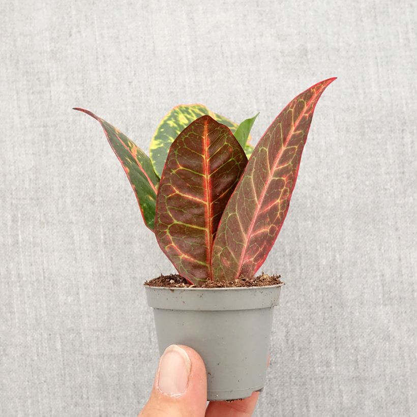 Example of Croton Petra - Codiaeum Mini-plante as you get in printemps