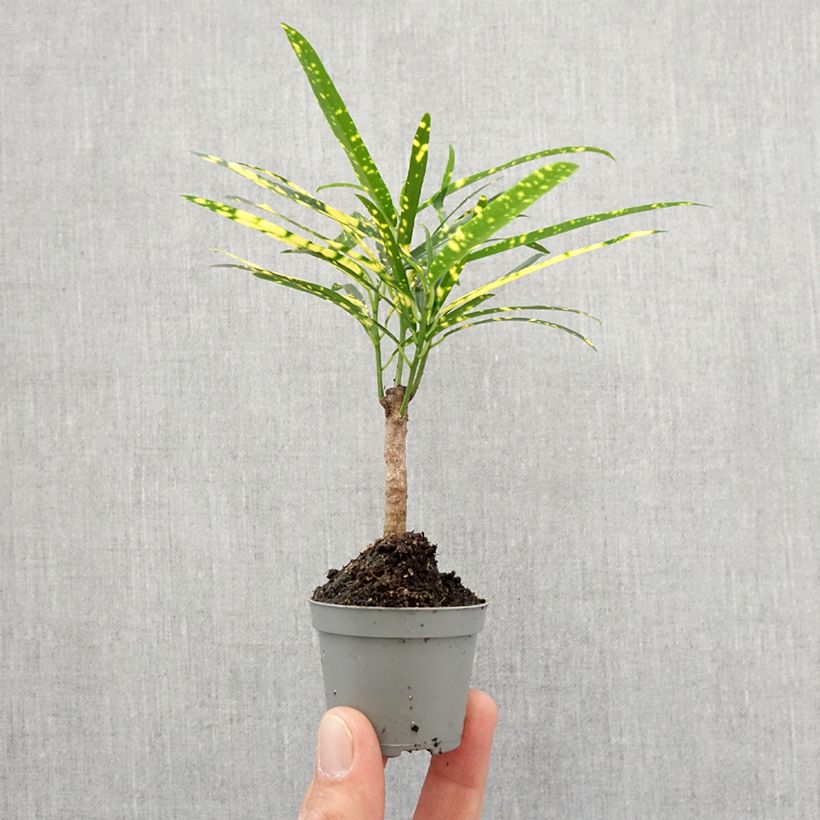 Example of Croton Pictum - Codiaeum Mini-plante as you get in printemps