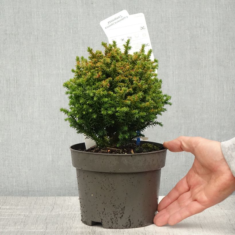Example of Cryptomeria japonica Compressa Pot de 2L/3L as you get in printemps