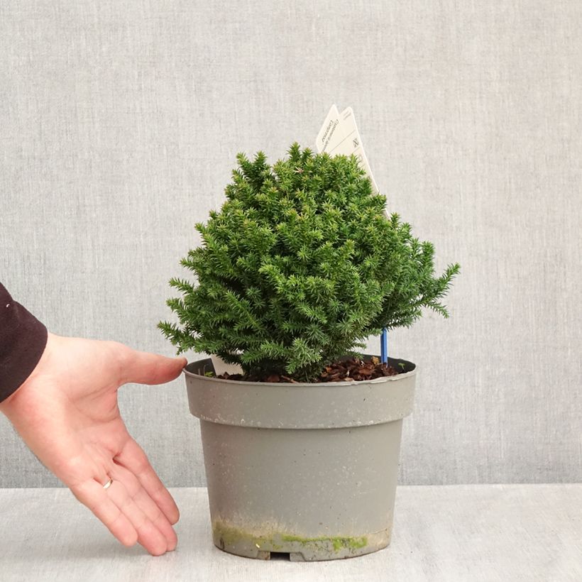 Spécimen de Cryptomeria japonica Compressa Pot de 2L/3L tel que livré en automne
