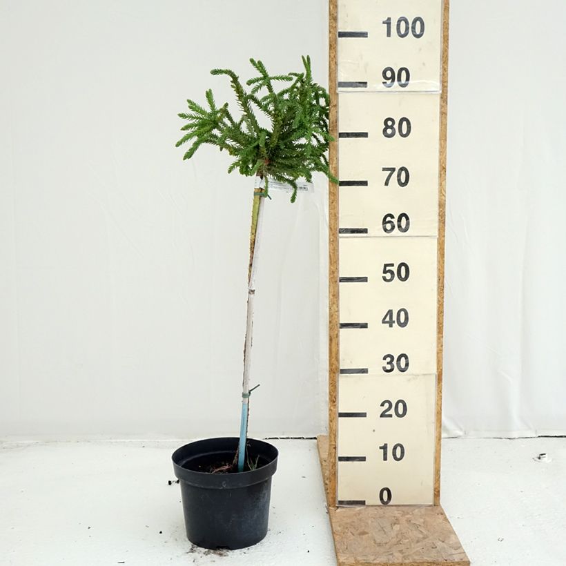 Spécimen de Cryptomeria japonica Dinger - Cèdre du Japon Pot de 4L/5L, Tige, Tige de 60 cm tel que livré en été