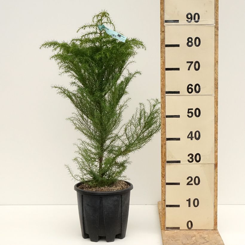 Example of Cryptomeria japonica Elegans - Cèdre du Japon Pot de 7,5L/10L as you get in printemps
