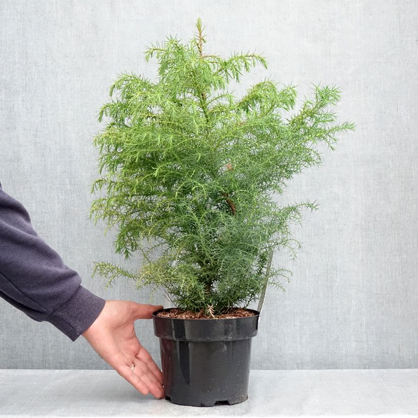 Example of Cryptomeria japonica Elegans Viridis Pot de 2L/3L as you get in printemps