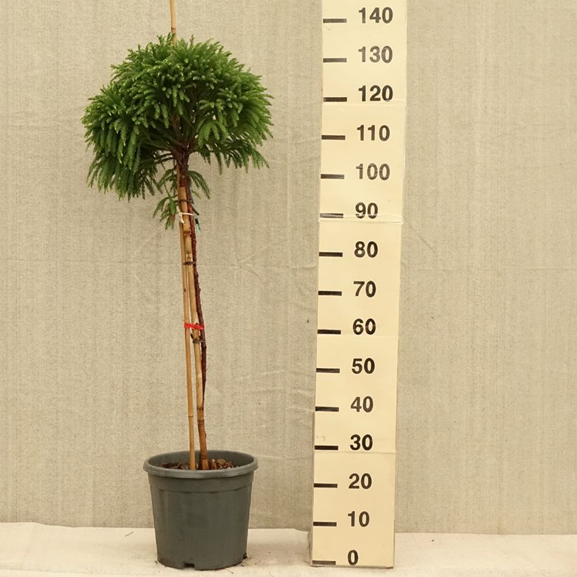 Spécimen de Cryptomeria japonica Globosa Nana - Cèdre du Japon  Pot de 12L/15L, Tige, Tige de 80 cm tel que livré en automne