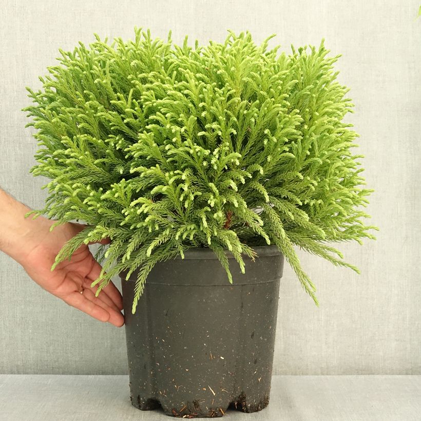 Spécimen de Cryptomeria japonica Globosa Nana - Cèdre du Japon  Pot de 7,5L/10L tel que livré en été