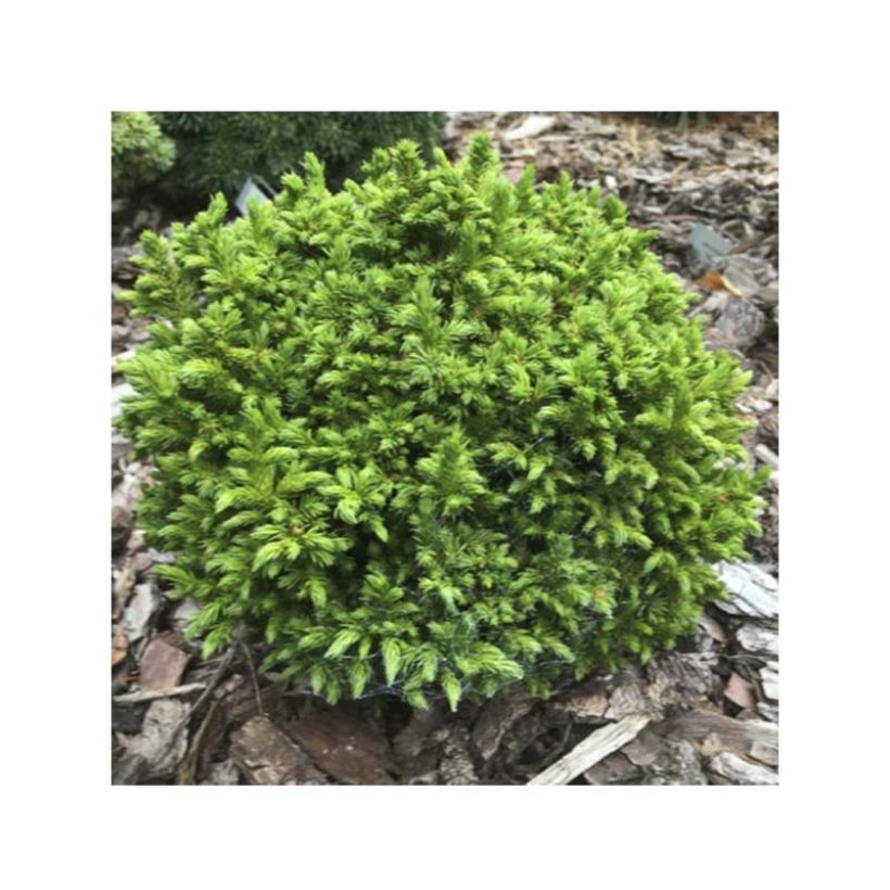 Cryptomeria japonica Green Pearl - Cèdre du Japon (Foliage)