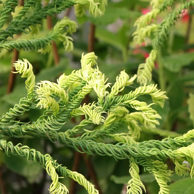 Cryptomeria japonica Kyara Gold - Cèdre du Japon doré (Foliage)
