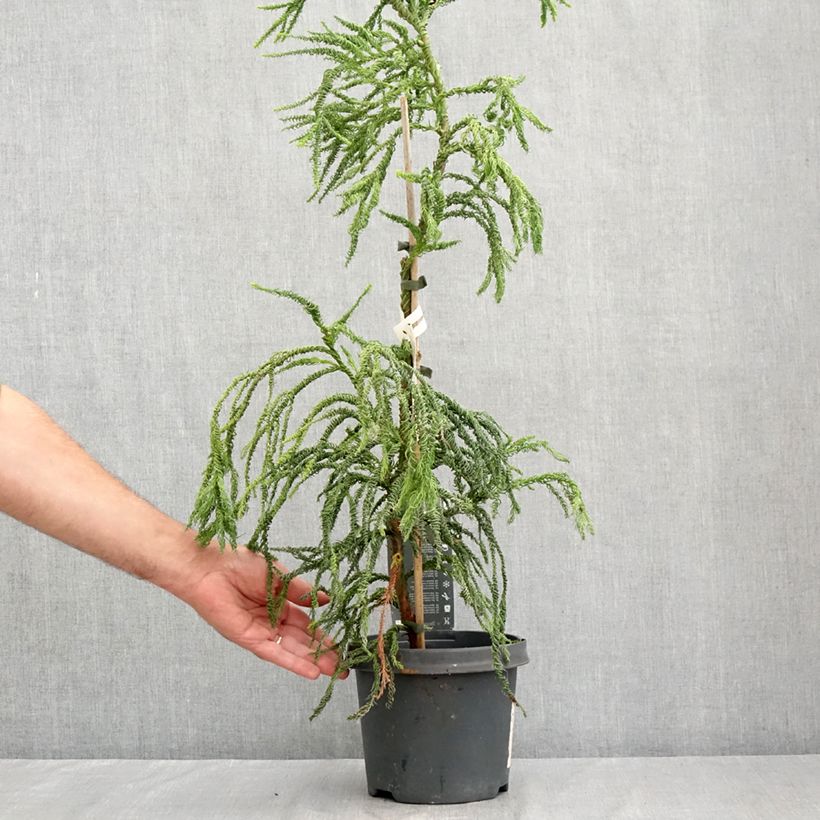 Spécimen de Cryptomeria japonica Kyara Gold - Cèdre du Japon doré Pot de 3L/4L tel que livré en été