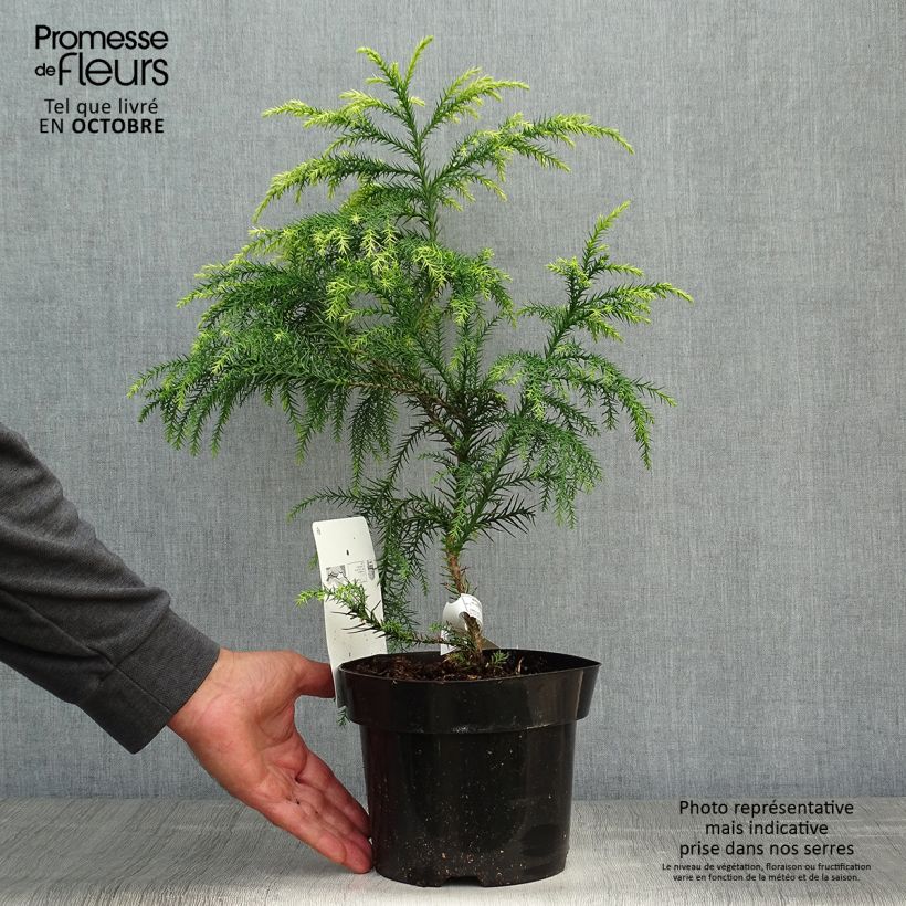 Spécimen de Cryptomeria japonica Sekkan Sugi Pot de 2L/3L tel que livré en automne