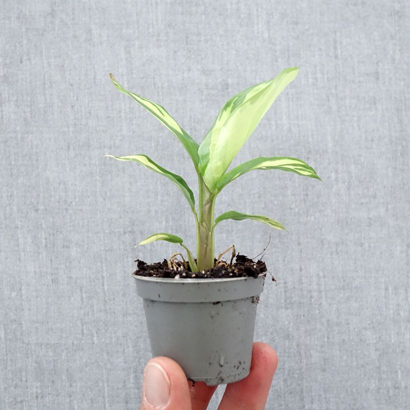 Spécimen de Ctenanthe Golden Mosaic Mini-plante tel que livré au printemps