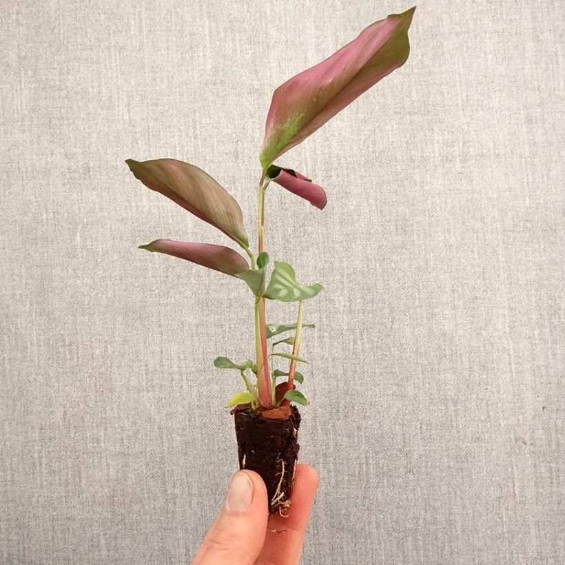 Spécimen de Ctenanthe oppenheimiana Mini-plante tel que livré au printemps