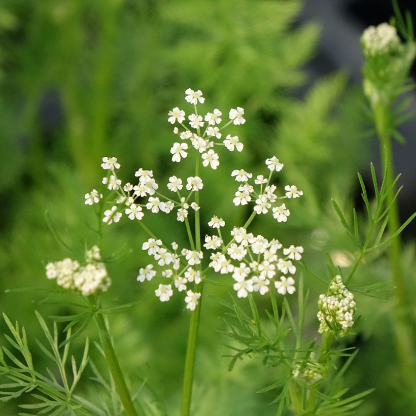 Cumin des prés ou Carvi (Flowering)
