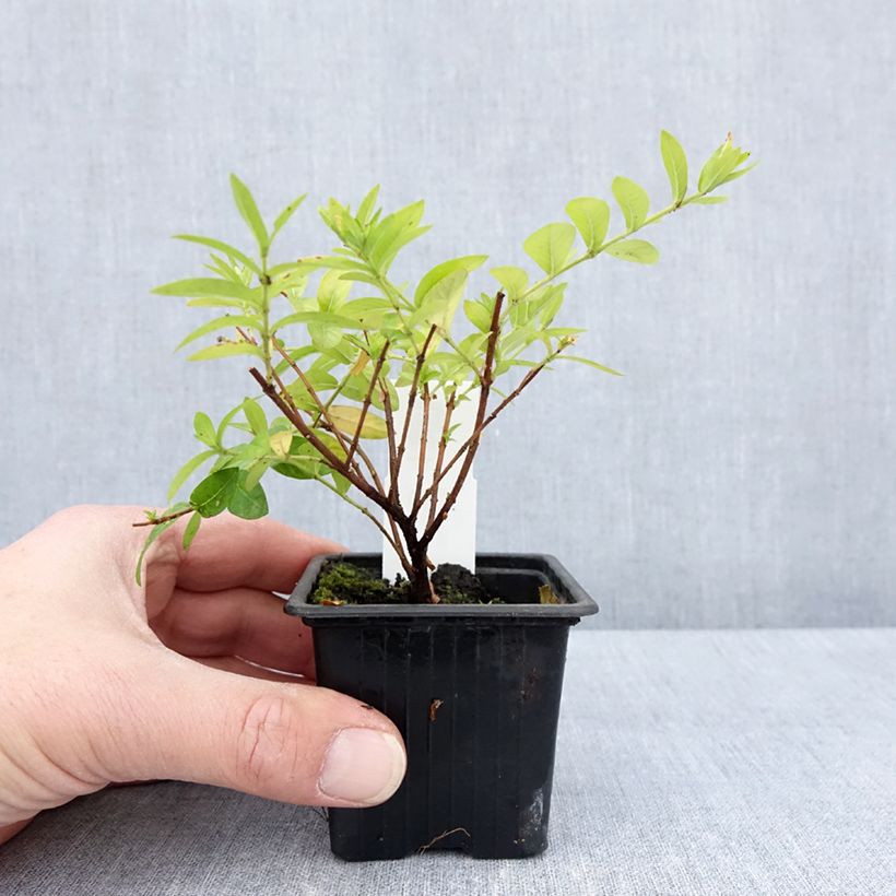 Example of Cuphea hyssopifolia Purple - Fausse bruyère, Etoile du Mexique Godet de 8/9 cm as you get in printemps