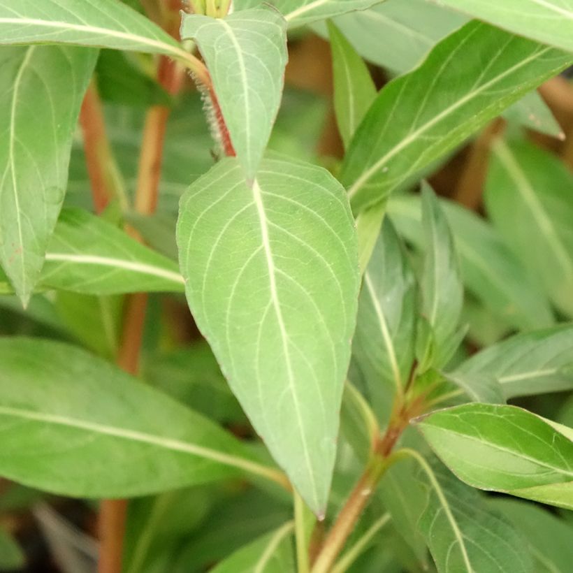 Cuphea micropetala - Plante cigarette (Foliage)