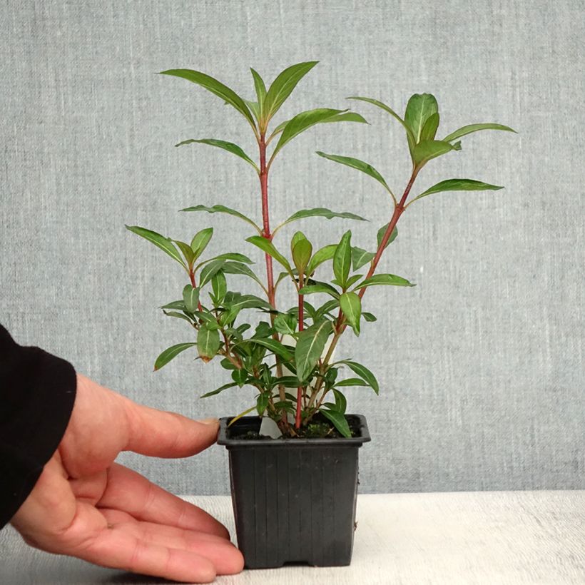 Example of Cuphea micropetala - Plante cigarette Godet de 8/9 cm as you get in printemps