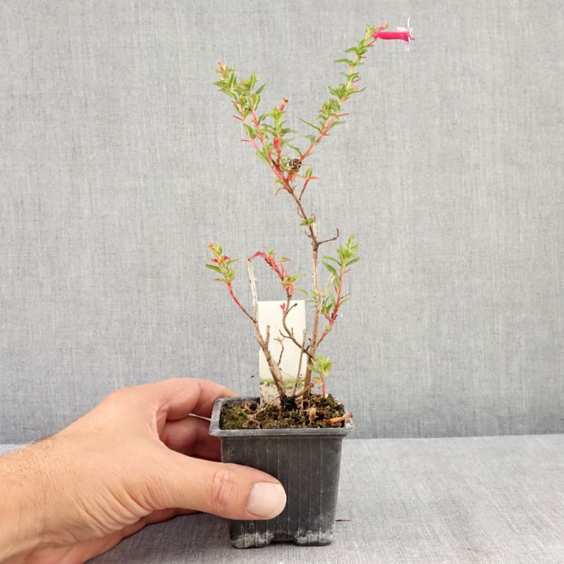 Spécimen de Cuphea Twinkle Pink - Plante cigarette Godet de 8/9 cm tel que livré en été
