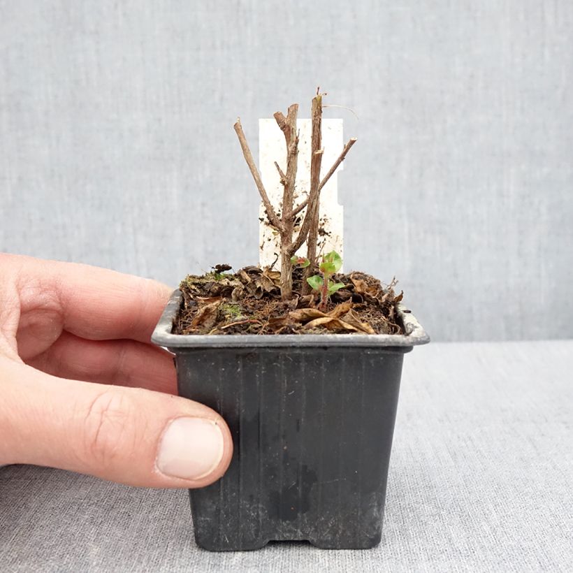 Example of Cuphea Twinkle Pink - Plante cigarette Godet de 8/9 cm as you get in printemps