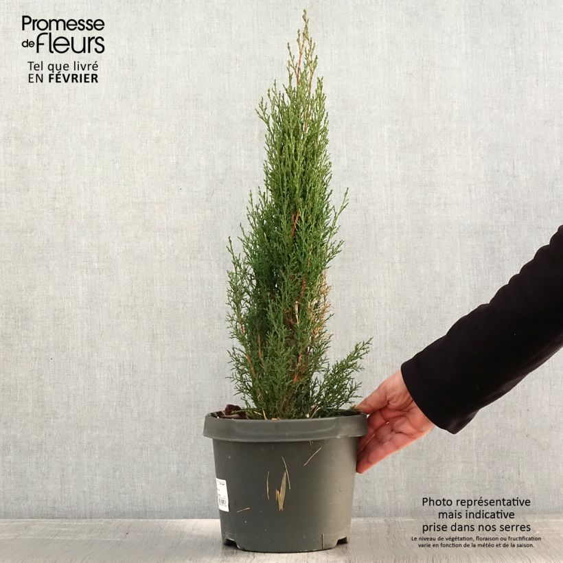 Example of Cupressus sempervirens Totem - Cyprès de Florence Pot de 4L/5L as you get in hiver