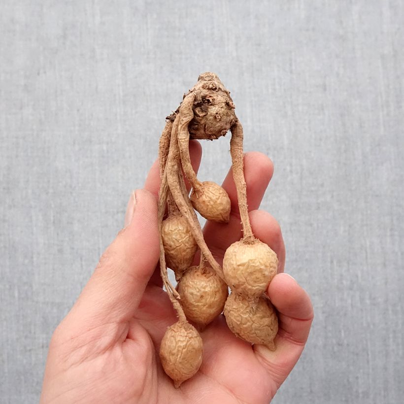 Example of Curcuma alismatifolia Pink - Tulipe du Siam Bulbe calibre I as you get in printemps