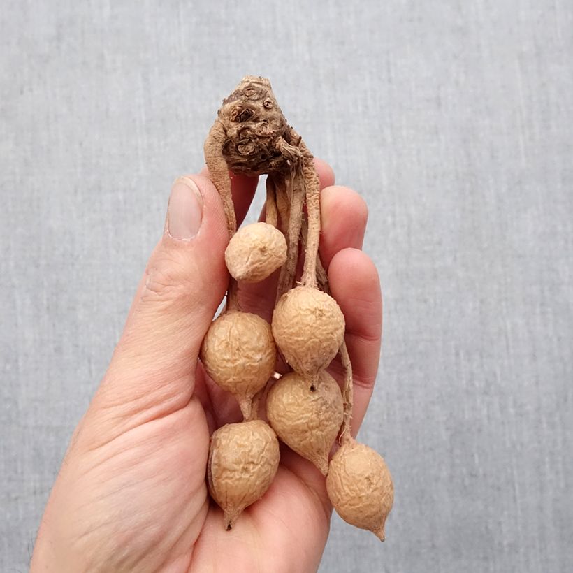 Example of Curcuma alismatifolia Red - Tulipe taïlandaise Bulbe calibre I as you get in printemps