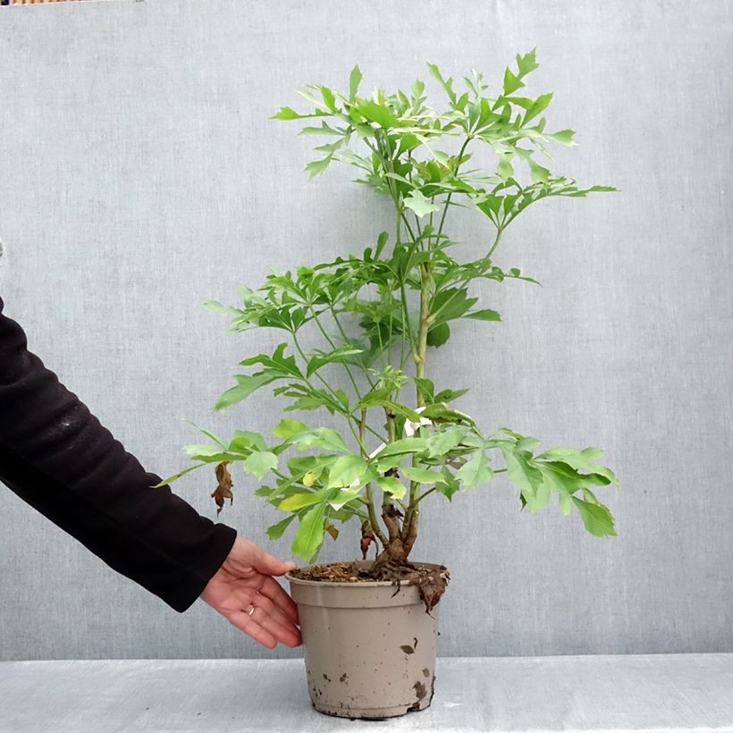Spécimen de Cussonia spicata - Cussonia en épis Pot de 4L/5L tel que livré en automne