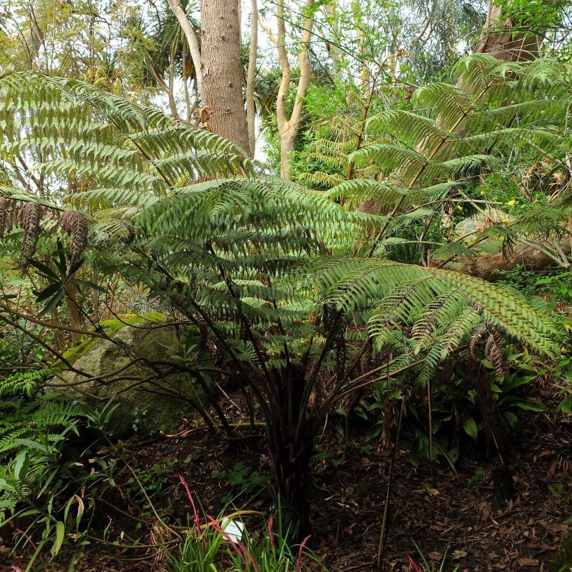 Cyathea dealbata - Fougère arborescente (Plant habit)