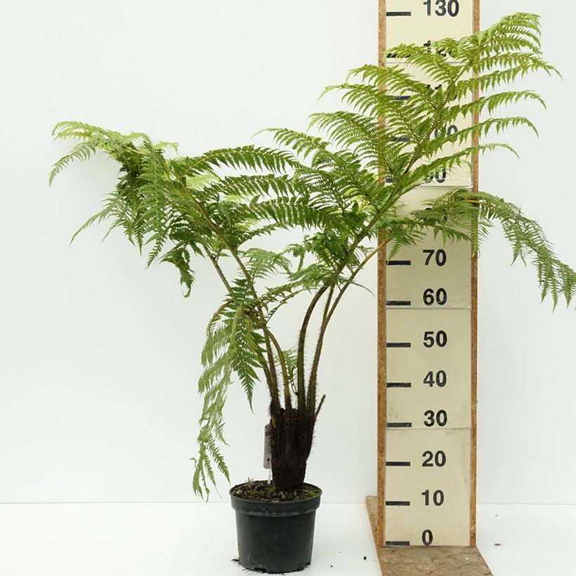 Spécimen de Cyathea lunulata - Fougère arborescente Pot de 4L/5L tel que livré en été