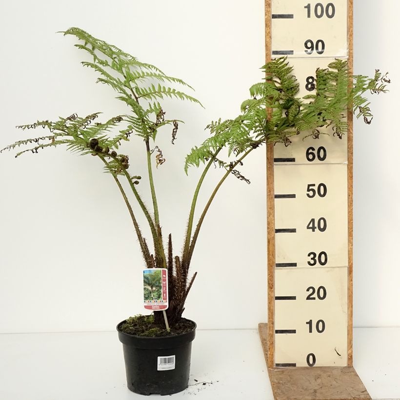 Example of Cyathea lunulata - Fougère arborescente Pot de 4L/5L as you get in hiver