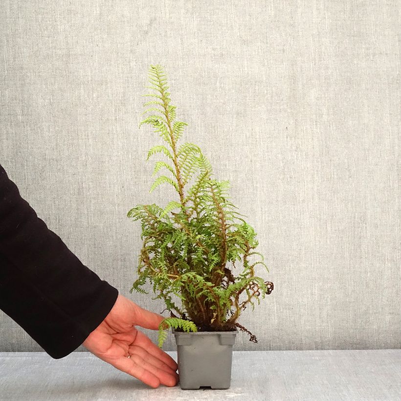 Spécimen de Cyathea tomentosissima - Fougère arborescente Godet de 8/9 cm tel que livré au printemps