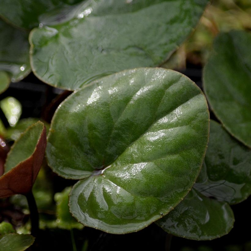 Cyclamen coum Blanc (Foliage)
