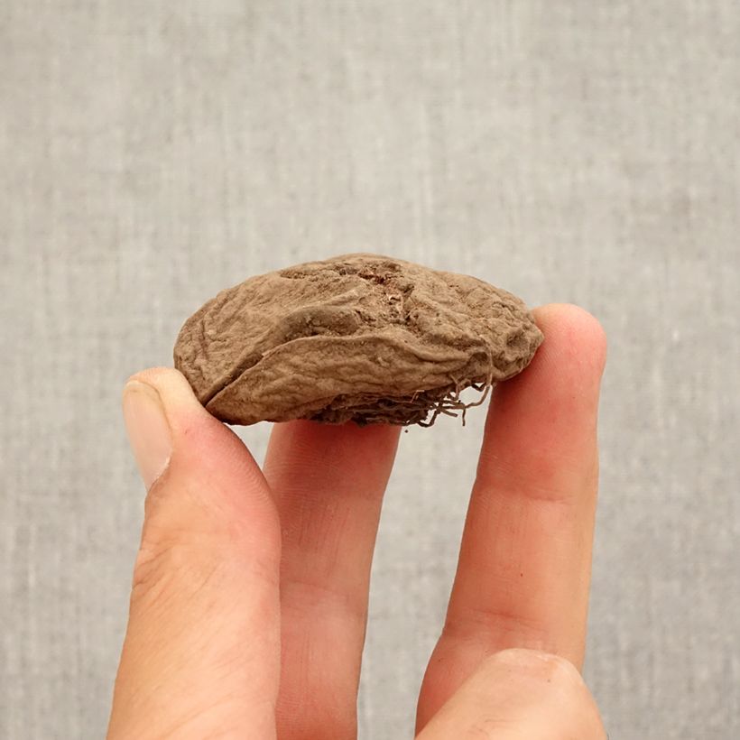 Example of Cyclamen coum rose Bulbe calibre 15+ as you get in automne