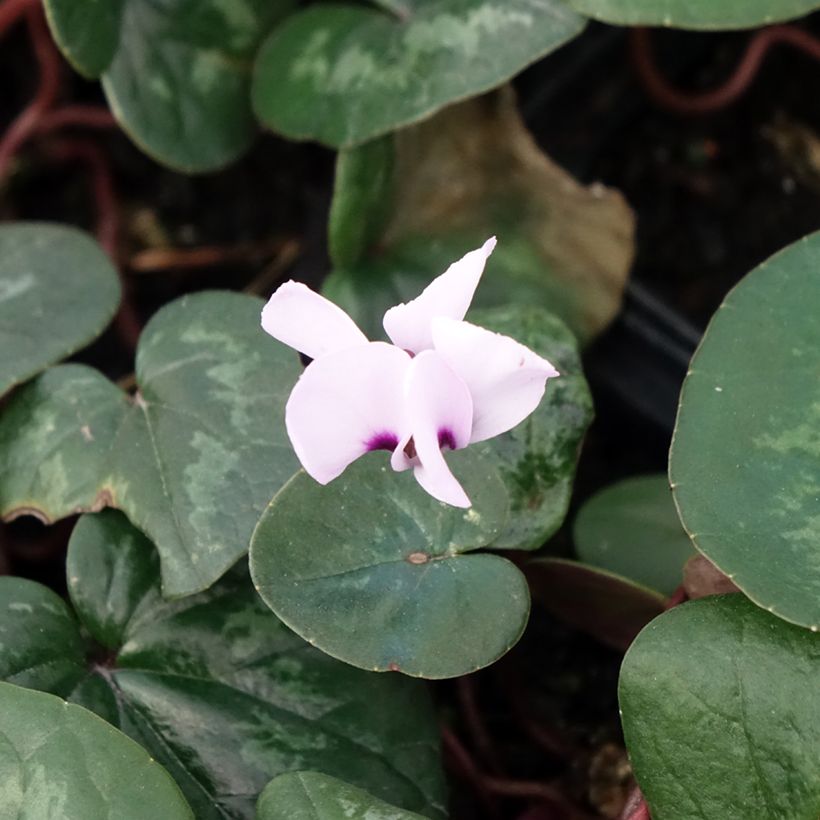 Cyclamen coum Rose en godet (Flowering)