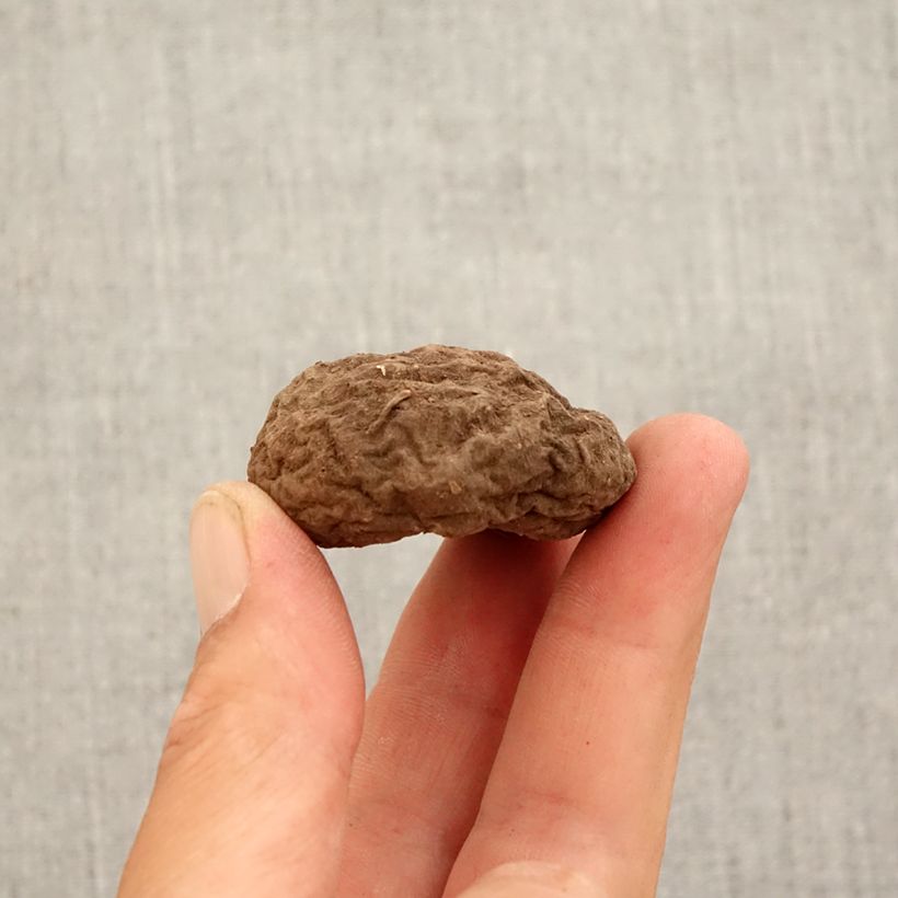 Example of Cyclamen de Naples rose Bulbe calibre 10+ as you get in automne