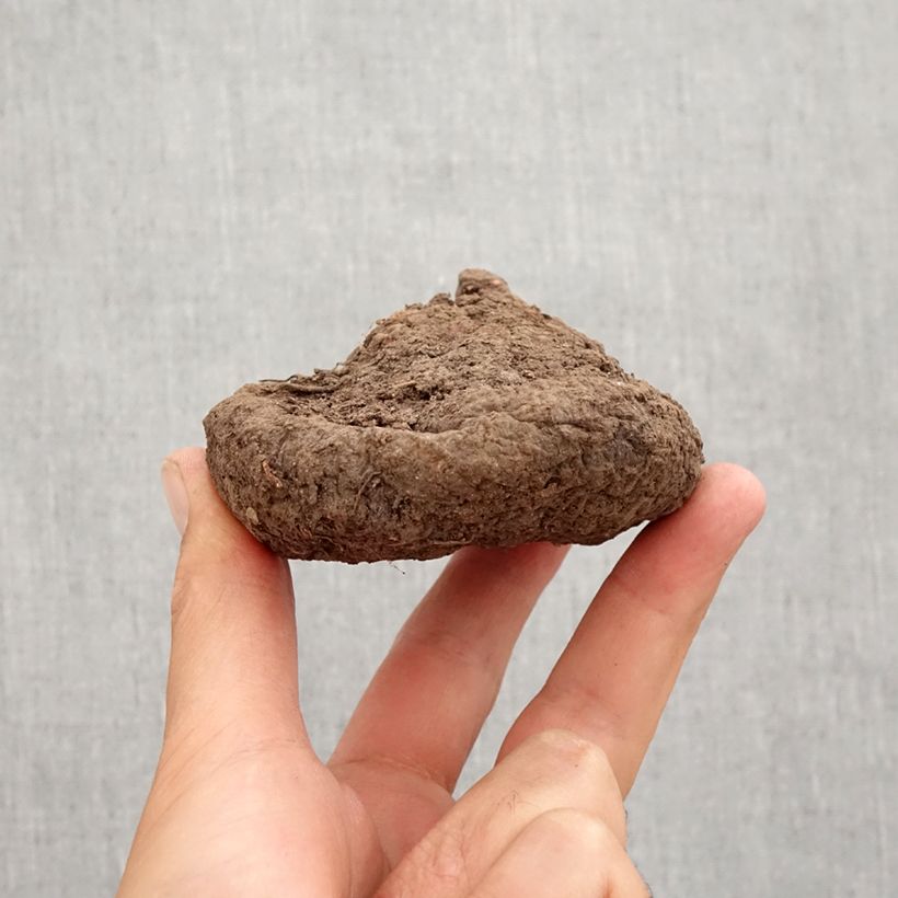 Example of Cyclamen de Naples rose Bulbe calibre 25/30 as you get in automne