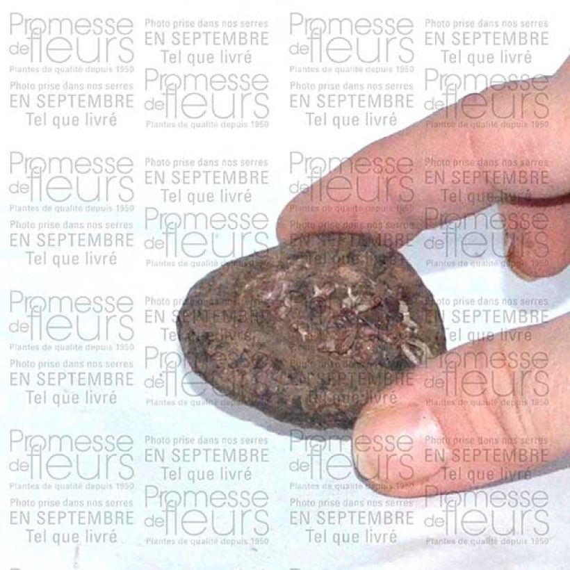 Example of Cyclamen de Perse Bulbe calibre I as you get