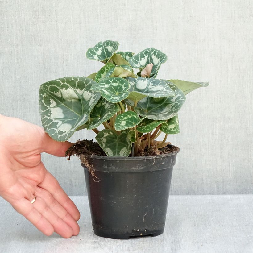 Example of Cyclamen de Perse rouge Pot de 1L/1,5L as you get in automne