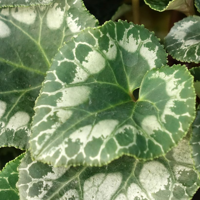 Cyclamen de Perse rouge (Foliage)