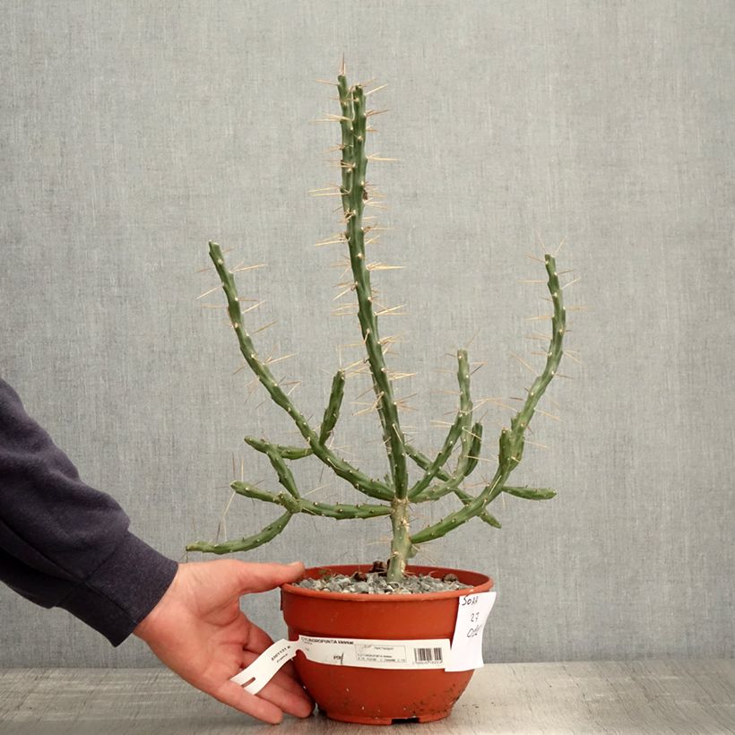Example of Cylindropuntia kleiniae - Opuntia ou oponce Pot de 2L/3L as you get in printemps