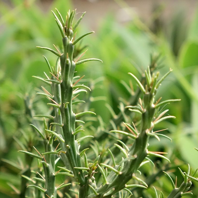 Cylindropuntia kleiniae - Opuntia ou oponce (Foliage)