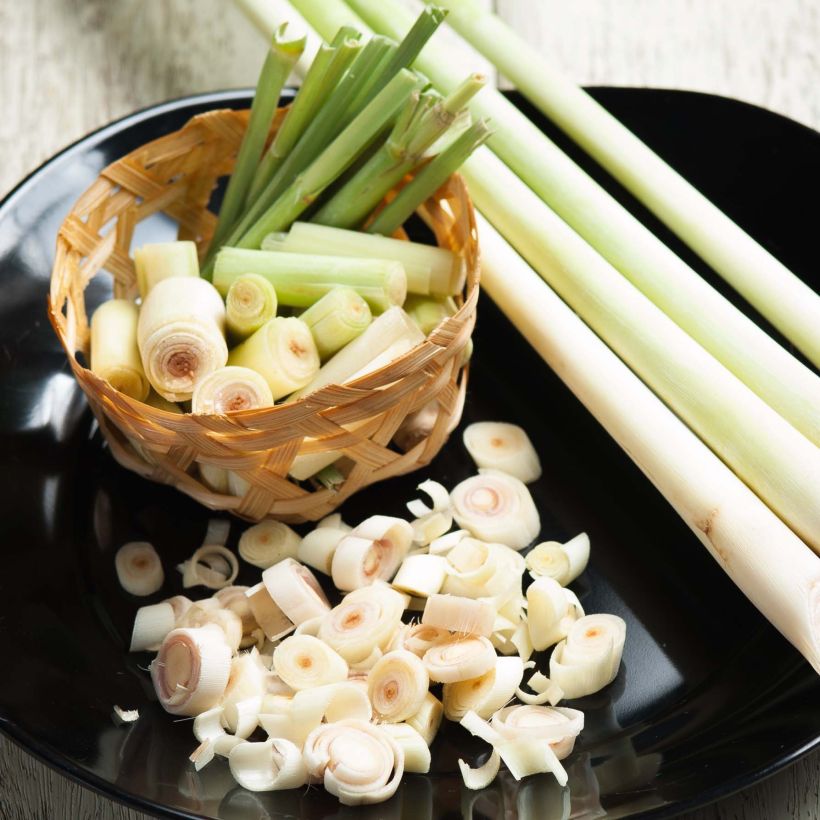 Citronnelle de Madagascar - Cymbopogon citratus en plants (Harvest)