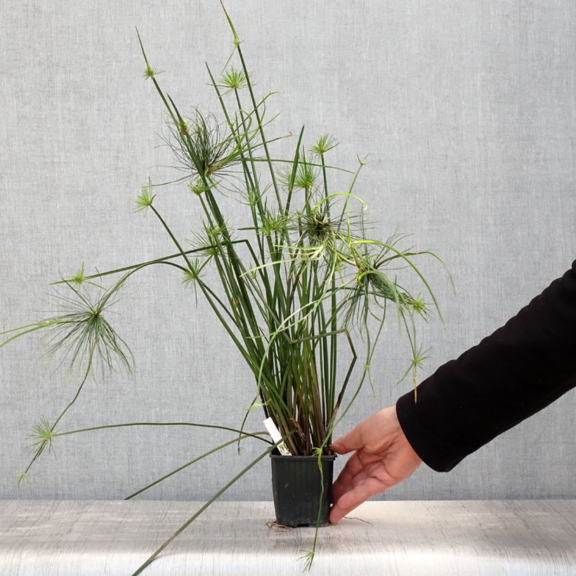 Spécimen de Cyperus haspan - Papyrus nain Godet de 8/9 cm tel que livré au printemps