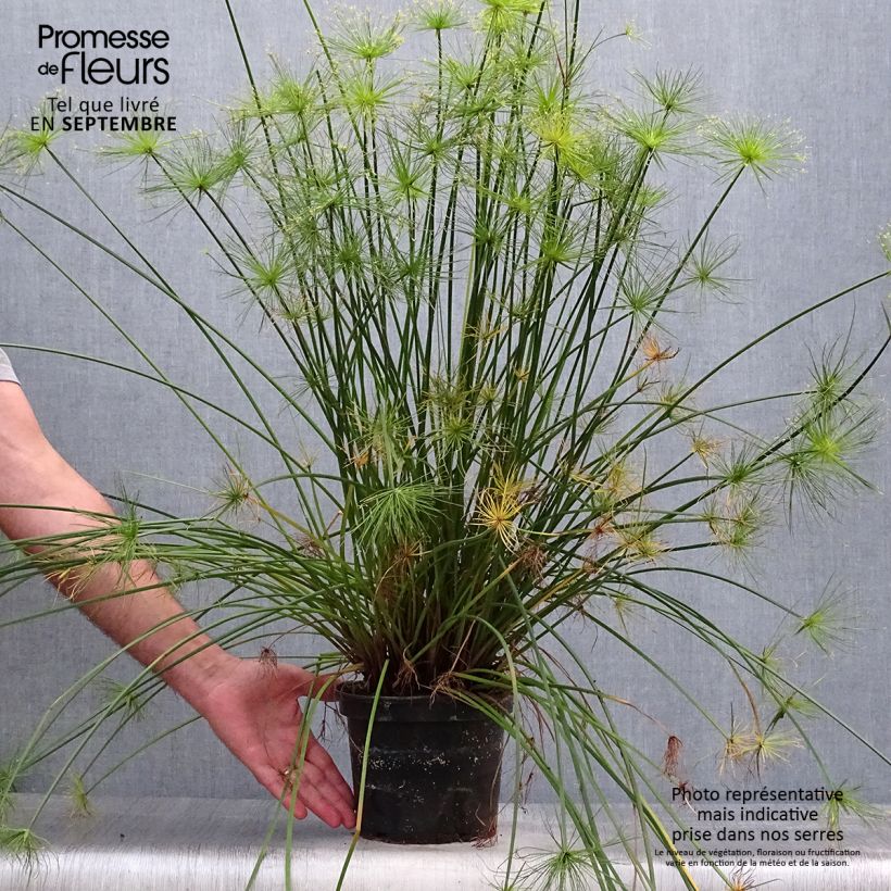 Spécimen de Cyperus prolifer - Papyrus nain Pot de 3L/4L tel que livré en automne