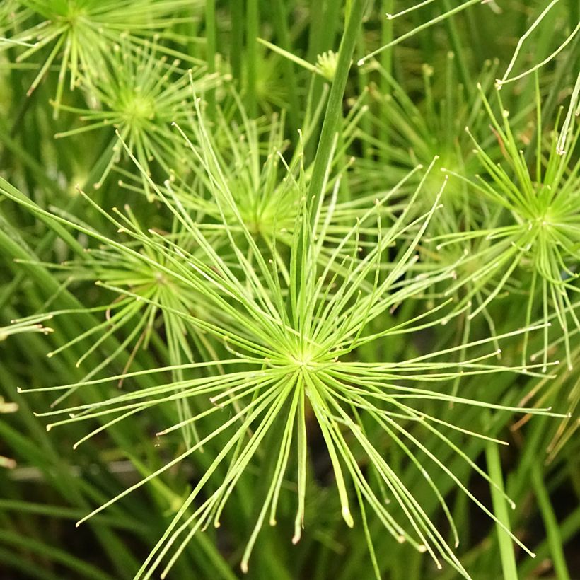 Cyperus prolifer - Papyrus nain (Floraison)
