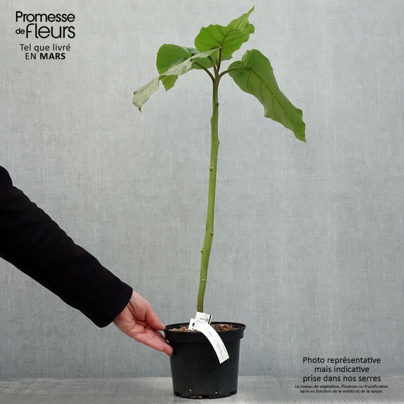 Example of Cyphomandra betacea Red - Tamarillo, Arbre à tomates rouges Pot de 3L/4L as you get in printemps